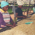 Vortrocknen des Kaffees