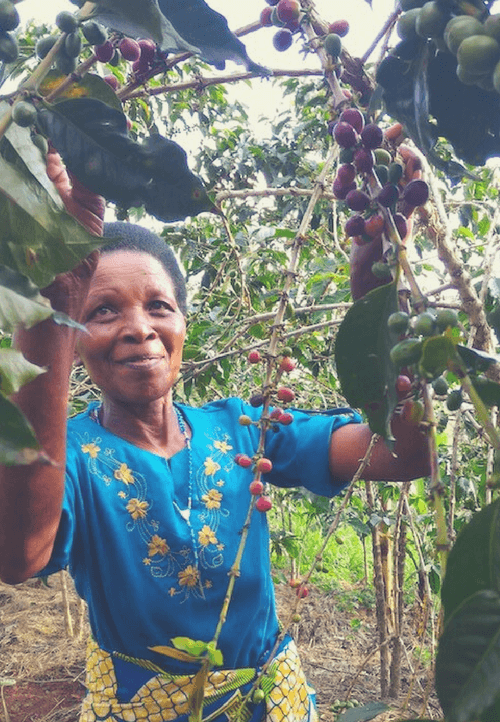 Marie Bedabasingwa auf ihrer Kaffeeplantage