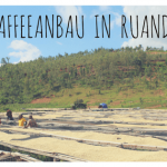 Kaffeeanbau in Ruanda