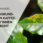 klimawandel kaffee