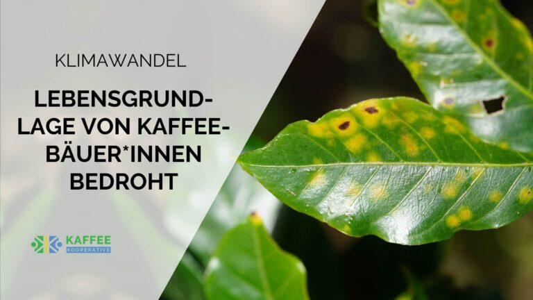 klimawandel kaffee