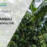 Kaffeeplantagen statt Monokultur
