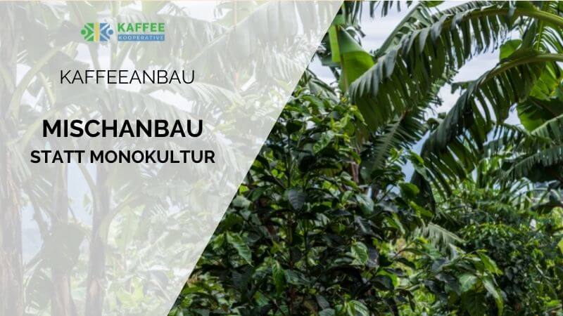 Kaffeeplantagen statt Monokultur