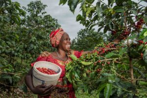 Bäuerin in Ruanda beim Ernten der Kaffeekirschen.