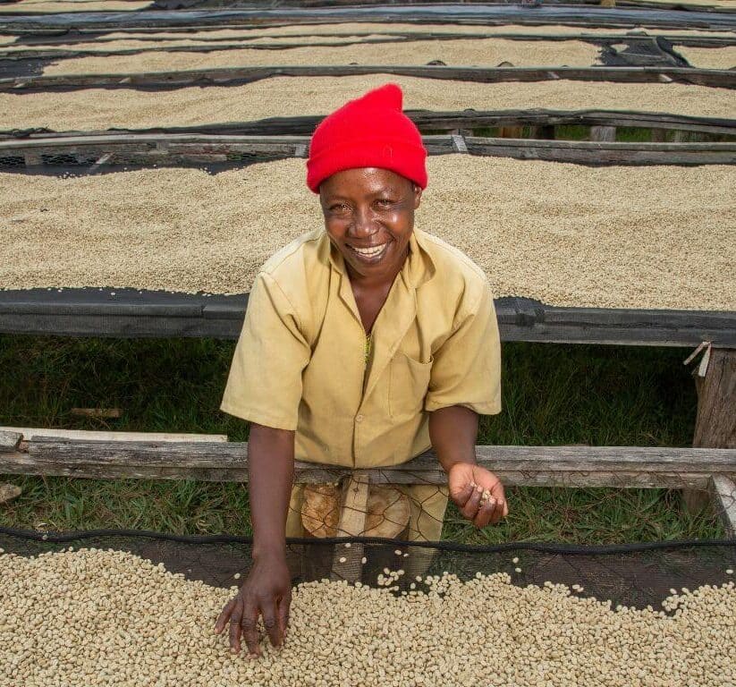 Bäuerin bei Kaffee-Trocknung